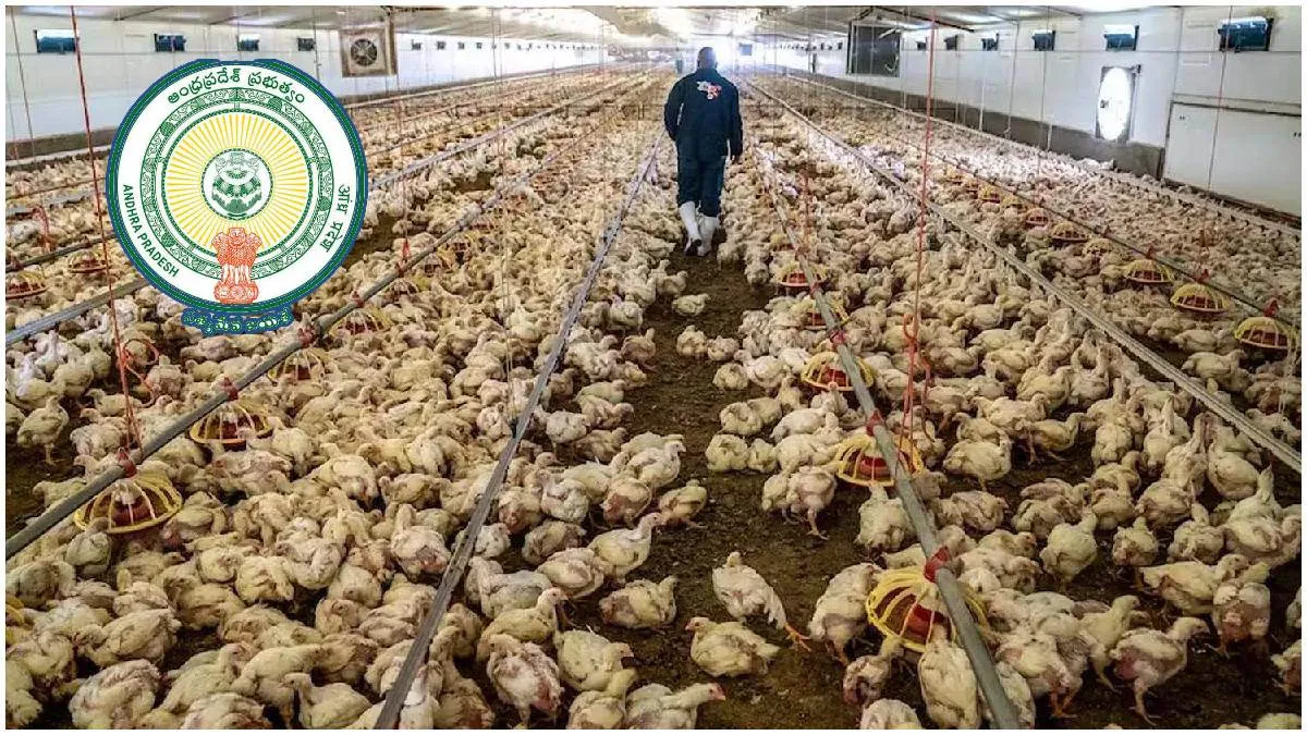 చికెన్ ప్రియులకు ఏపీ సర్కార్ గుడ్ న్యూస్-బర్డ్ ఫ్లూ భయాల వేళ..!
