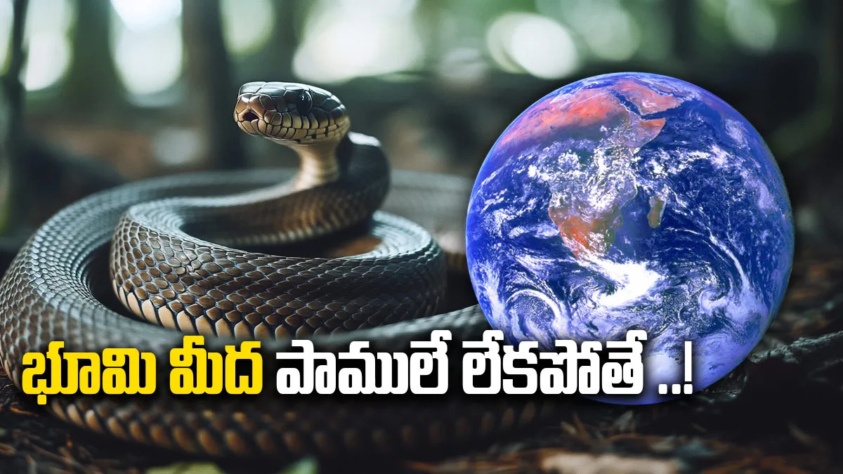 భూమి మీద పాములు లేకపోతే ఏం జరుగుతుందో తెలుసా..?