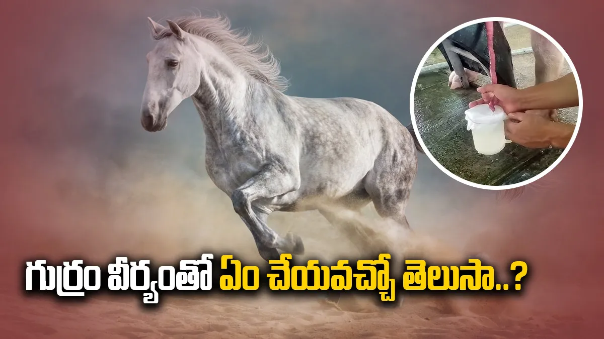 గుర్రపు వీర్యం ధర ఎంతో తెలుసా..?