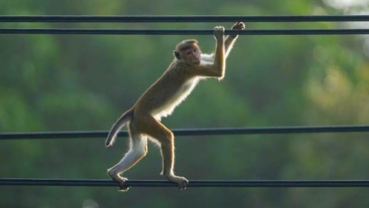 ఆ దేశంపై కోతుల దండయాత్ర.. చీకట్లోకి ప్రజలు