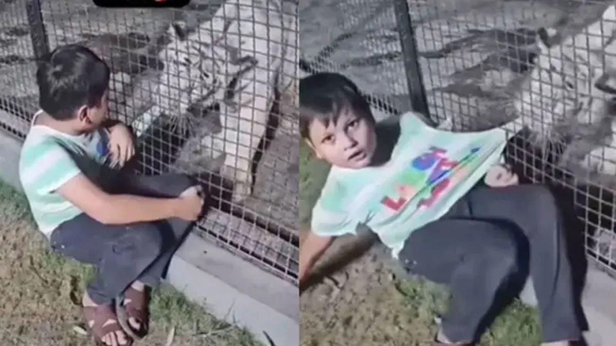 "షర్ట్ వదులు.. అమ్మ చూస్తే తిడుతుంది".. పులి నోటికి చిక్కిన పిల్లాడి మాటలు.. వీడియో వైరల్