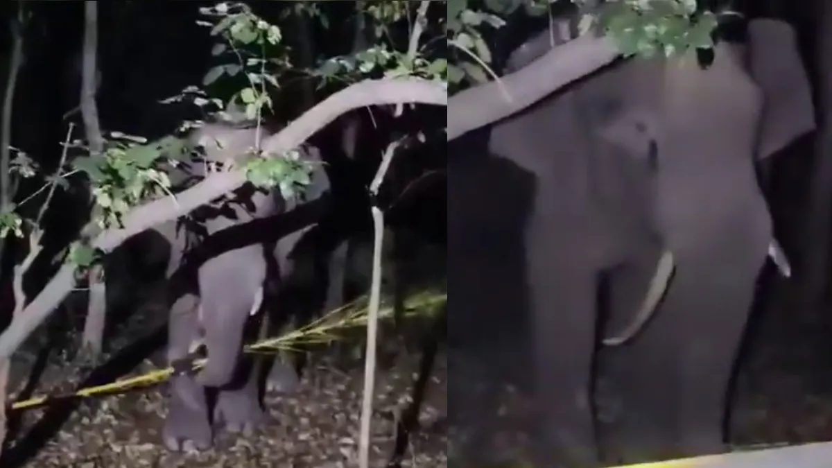 తిరుమల ఘాట్ రోడ్‌లో భయం భయం- కెమెరాలో చిక్కిన వైనం