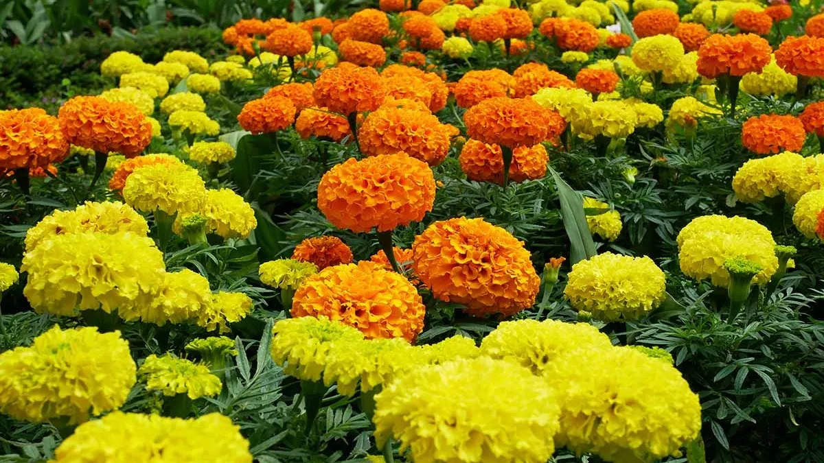 బంతి పూలతో అందమే కాదు లక్షల్లో లాభాలు.. ఇదే కరెక్ట్ టైమ్ !!