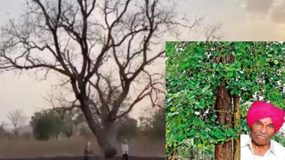 పదివేల రూపాయలు విలువచేసే చెట్టుకు కోటి ఇచ్చిన రైల్వే.. ఇంట్రెస్టింగ్ కేసు!