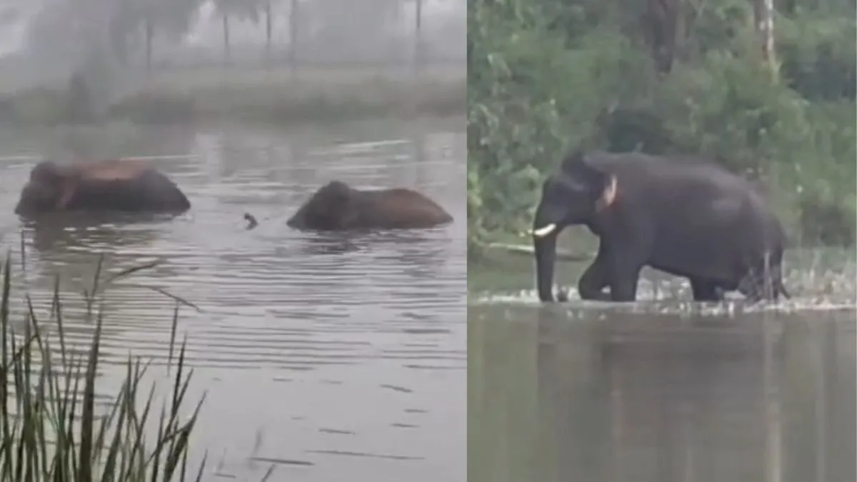 వీడియో వైరల్: రెండు అడవి ఏనుగులు ఈ చెరువులో ఏం చేశాయంటే..!!