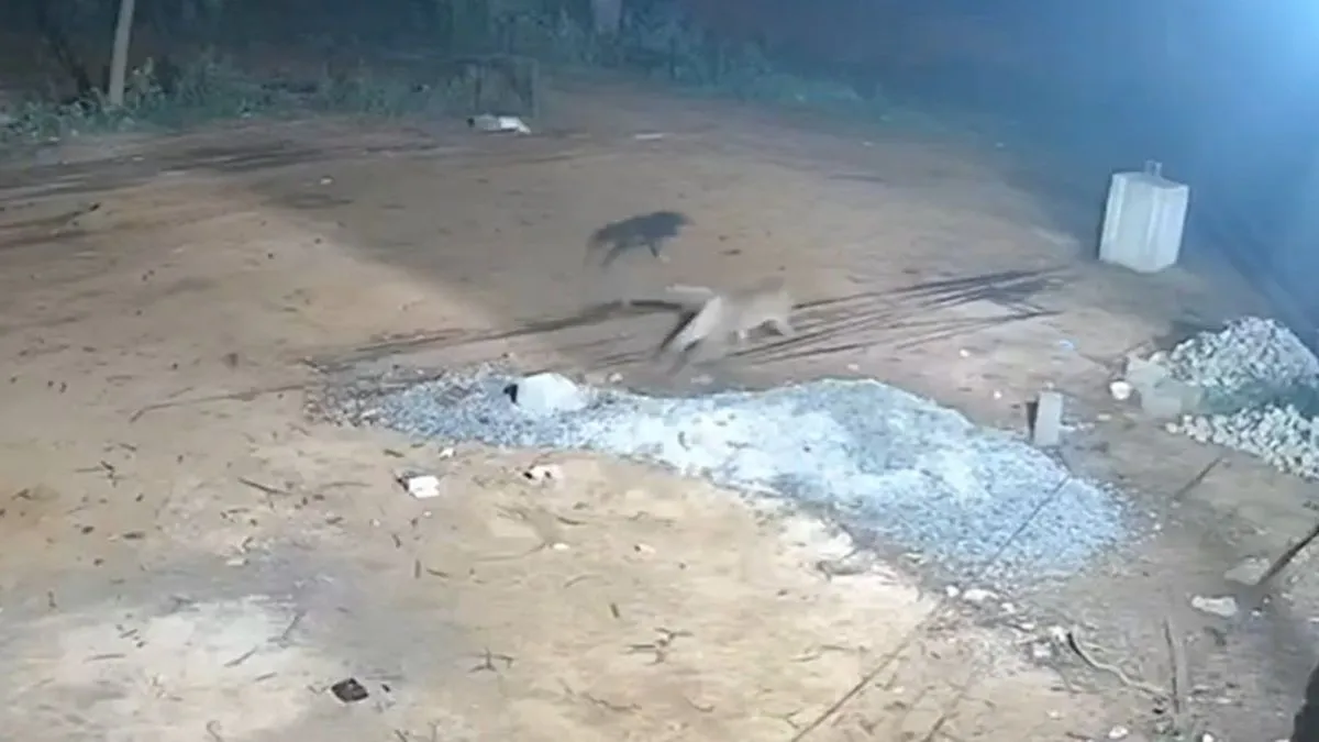 తిరుపతి SV Campus లో.. సీసీటీవీ ఫుటేజీలో..(వీడియో)