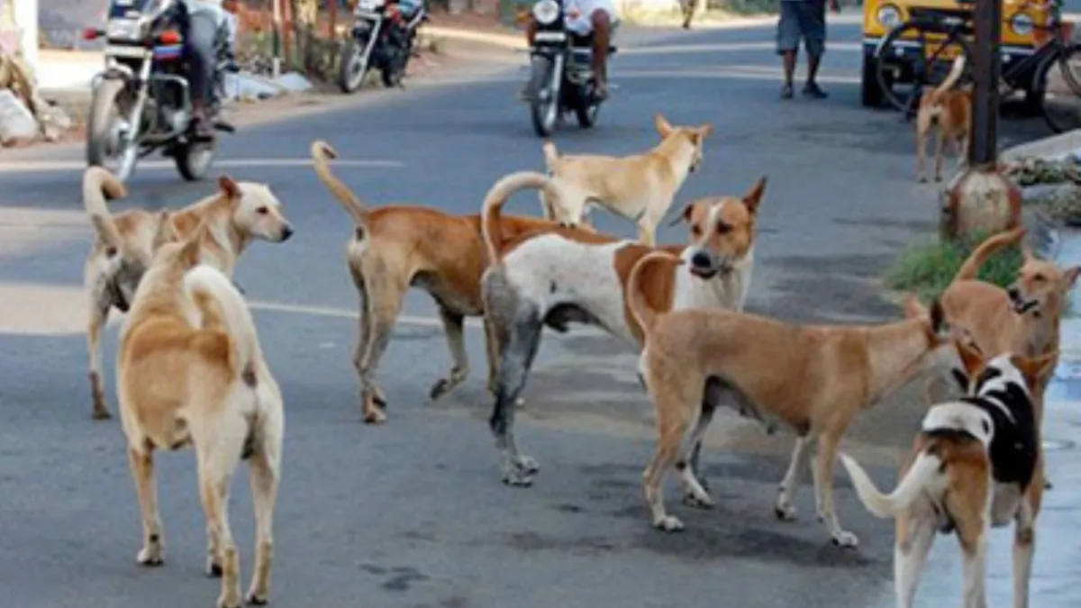 వీధి కుక్కలపై సుప్రీం కోర్టు సంచలన తీర్పు..!