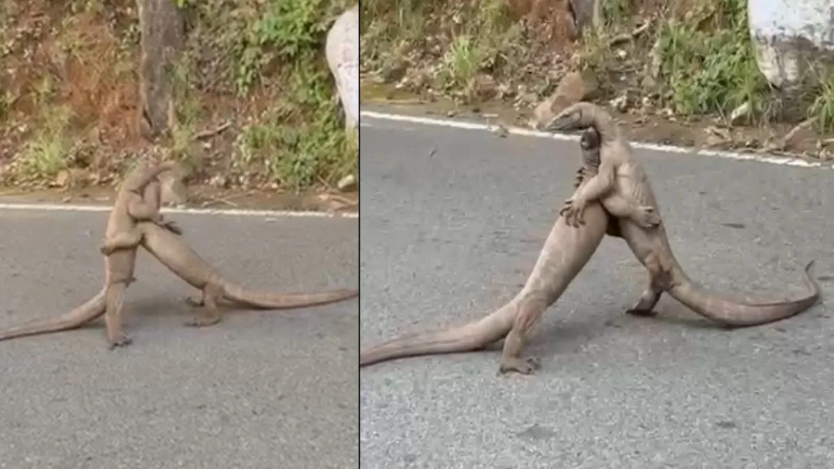 VIRAL VIDEO : ఈ ఫైట్ ముందు WWE ఫైట్ కూడా జుజుబీ అనాల్సిందే !!