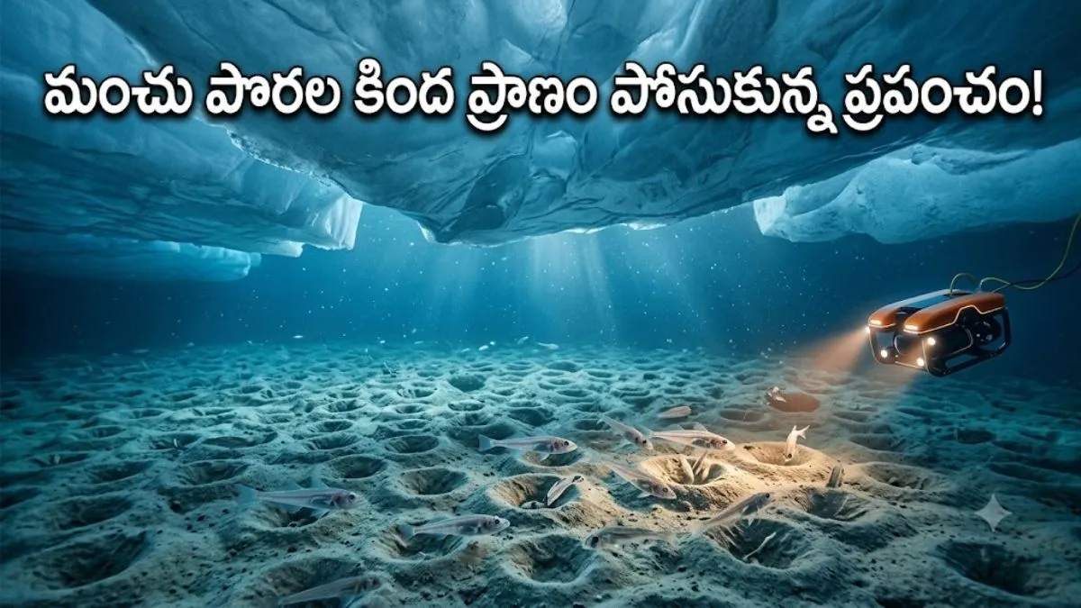 విస్మయపరిచే రహస్యం! 6 కోట్ల చేపల మహా నగరం..
