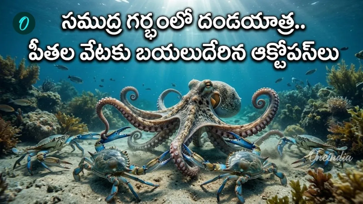 ప్రపంచాన్నే ఆశ్చర్యపరిచిన ఇటలీ మాస్టర్ ప్లాన్! పీతల రక్తం తాగే ఆక్టోపస్‌లు!