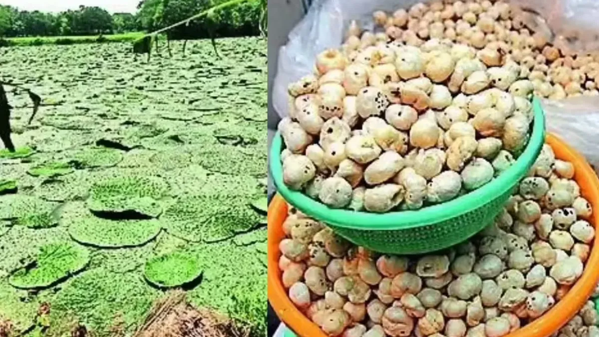 రైతుల ఇంట కాసుల పంట పండించే ఆ పంటపై తెలంగాణా ఆసక్తి!