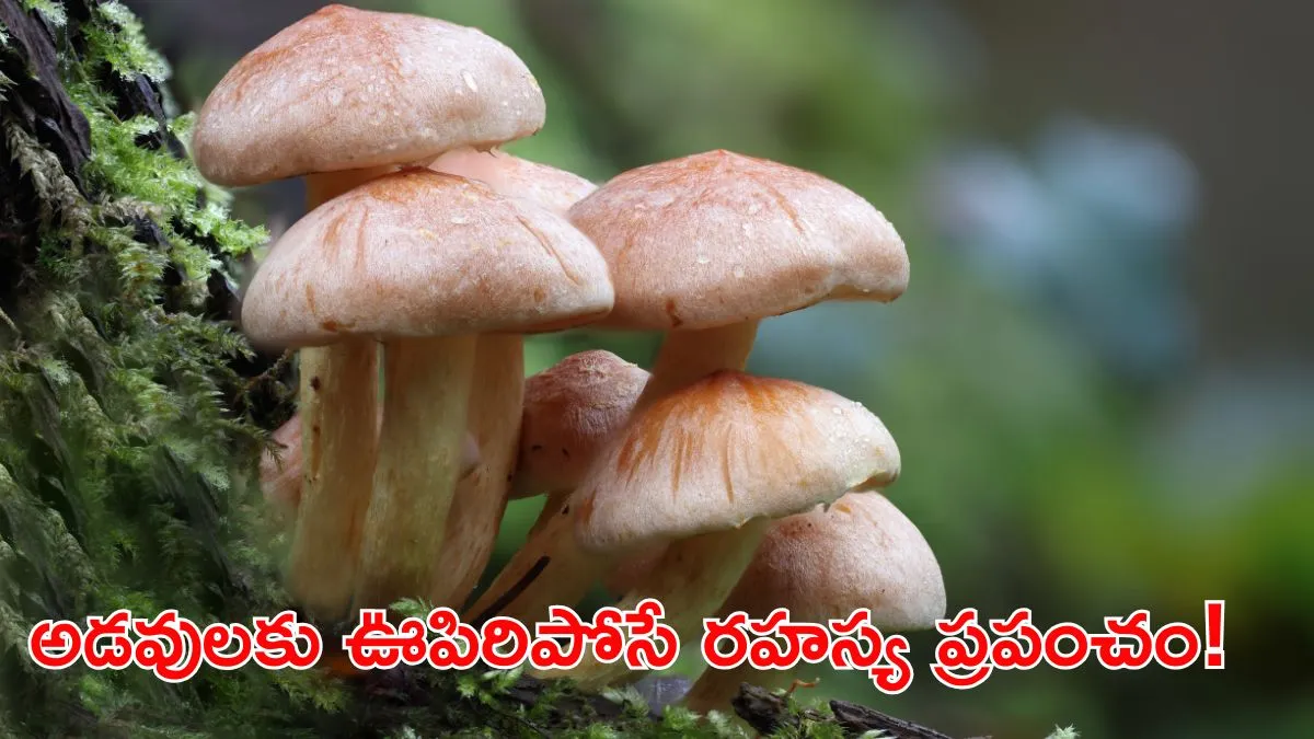 రాత్రికి రాత్రే మొలిచే వింత శక్తులు.. నేల అడుగున మాయా ప్రపంచం