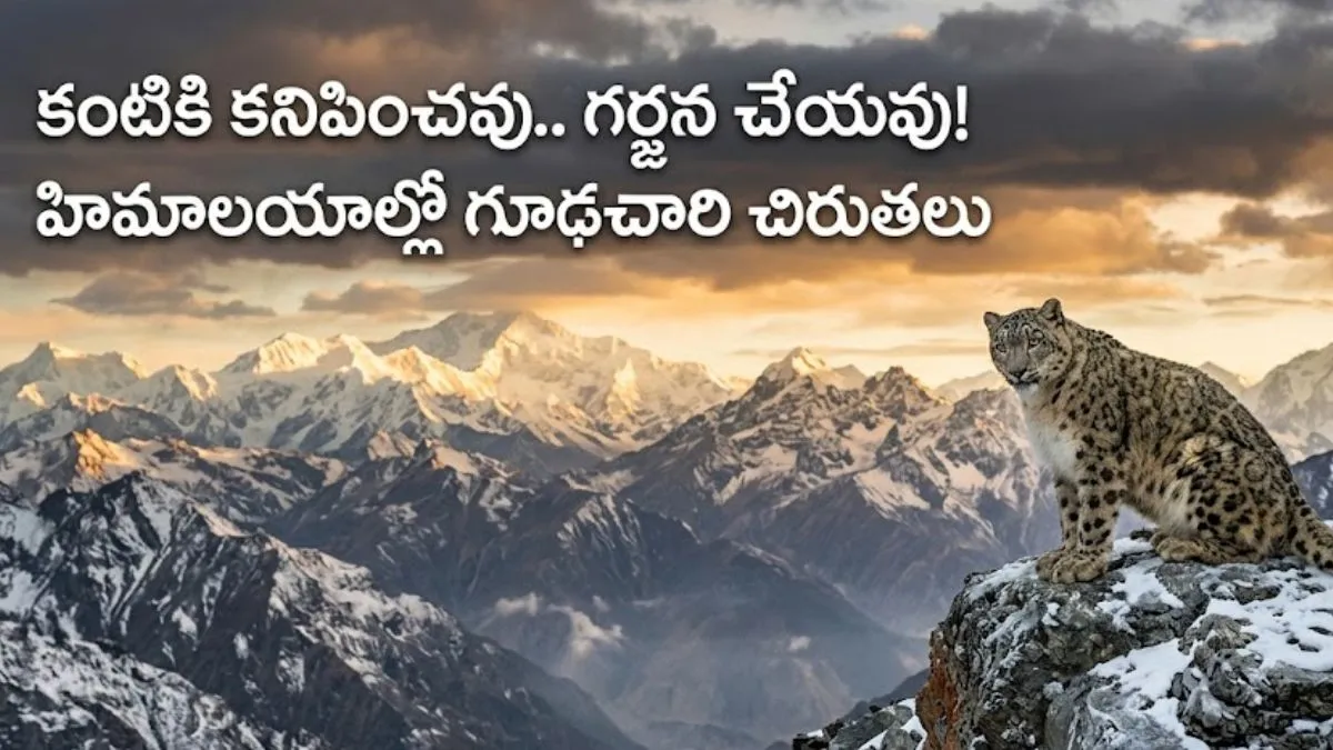 చైనాను ఆక్రమించిన మన చిరుతలు.. ఎవరికీ దొరక్కుండా 3 దేశాల్లో విహారం..