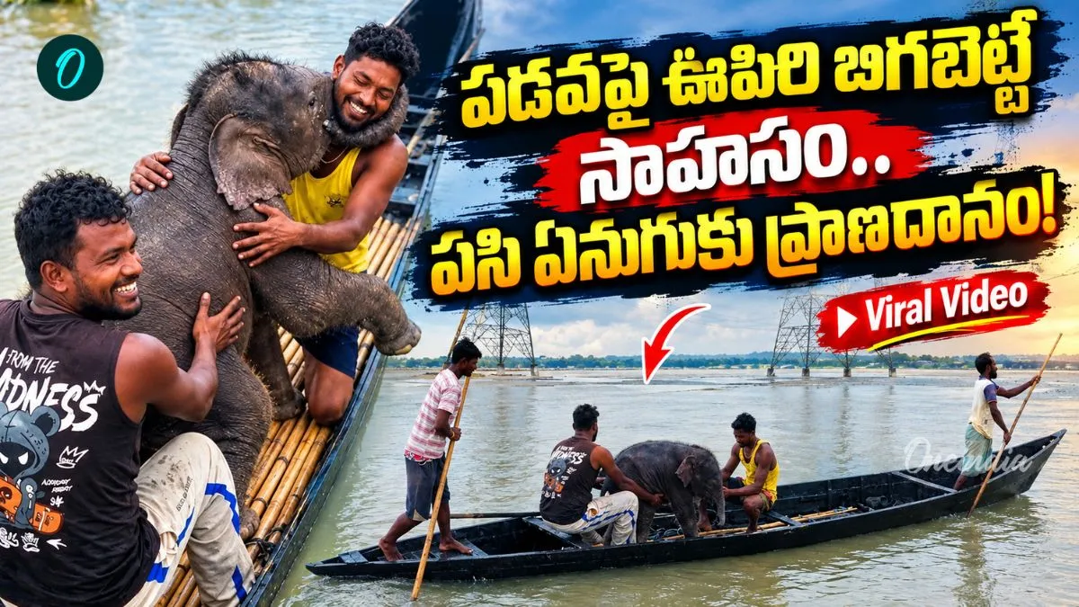 Video: అమ్మ ప్రేమ ముందు ఓడిన నది.. కన్నీళ్లు తెప్పించే తల్లి ఏనుగు ఆవేదన!