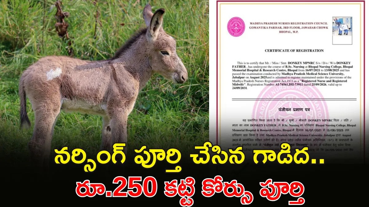 గాడిదకు నర్సింగ్ సర్టిఫికెట్.. వైద్య విద్యలో సంచలనం – general గాడిదకు నర్సింగ్ సర్టిఫికెట్.. వైద్య విద్యలో సంచలనం – general