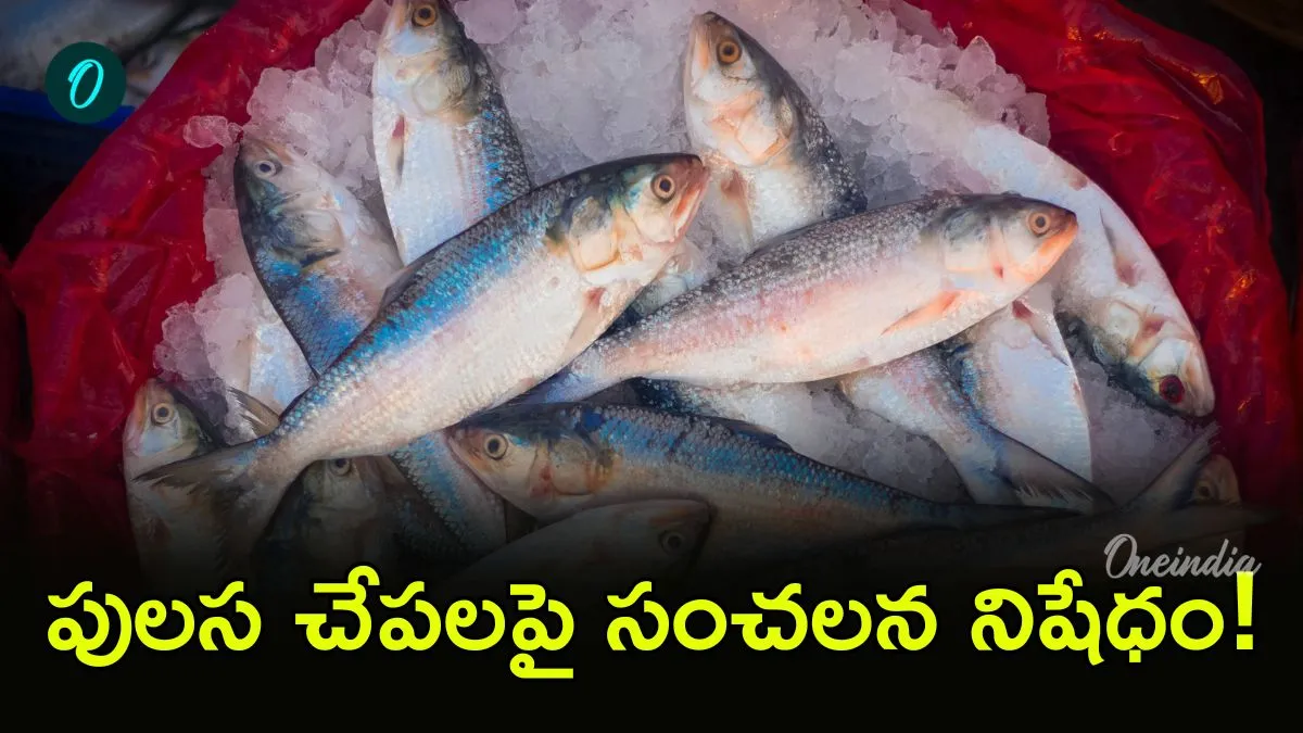 పులస చేపను ఛీ కొట్టిన దేశం! దిగుమతులు బ్యాన్ – general పులస చేపను ఛీ కొట్టిన దేశం! దిగుమతులు బ్యాన్ – general