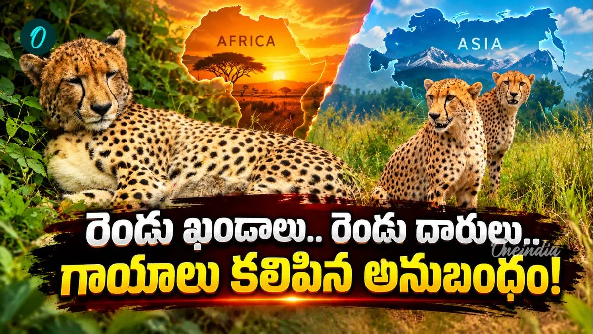 Cheetah: కునోలో కొత్త ‘బ్రదర్స్’! మరో నాలుగు చిన్నారి చిరుతల జననం – politics Cheetah: కునోలో కొత్త ‘బ్రదర్స్’! మరో నాలుగు చిన్నారి చిరుతల జననం – politics