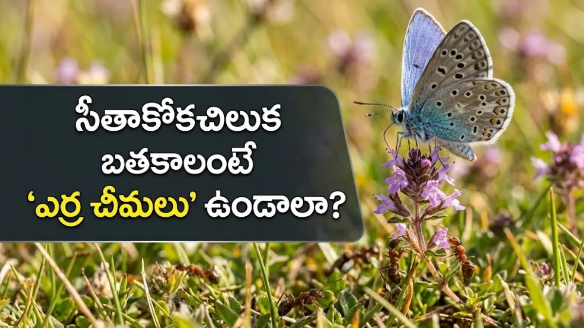 45 ఏళ్ల క్రితం అంతరించిన సీతాకోకచిలుక.. ఇప్పుడు రికార్డు స్థాయిలో పునర్జన్మ!