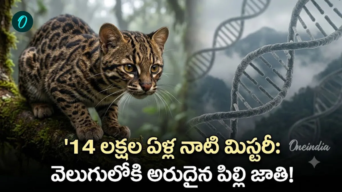 100 ఏళ్ల తర్వాత వెలుగులోకి సరికొత్త చిరుత పిల్లి! డీఎన్ఏ టెస్టులో తేలిన నిజం 100 ఏళ్ల తర్వాత వెలుగులోకి సరికొత్త చిరుత పిల్లి! డీఎన్ఏ టెస్టులో తేలిన నిజం