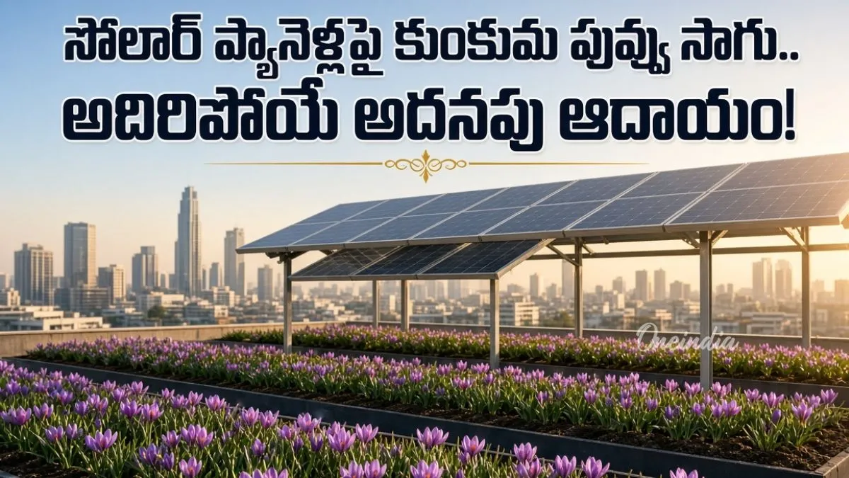 కుంకుమ పువ్వు సాగు ఇక మన ఇంటిపైనే.. సోలార్ నీడలో సరికొత్త ప్రయోగం
