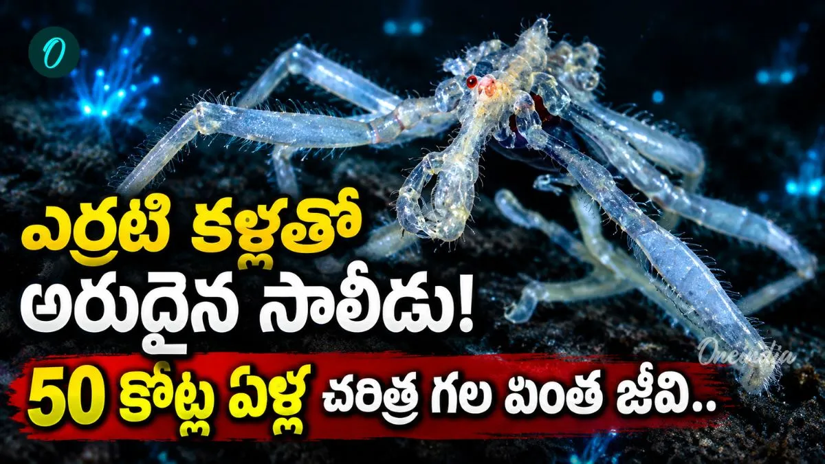 Sea Spider: శతాబ్దం తర్వాత కనిపించిన సరికొత్త సాలీడు జాతి!