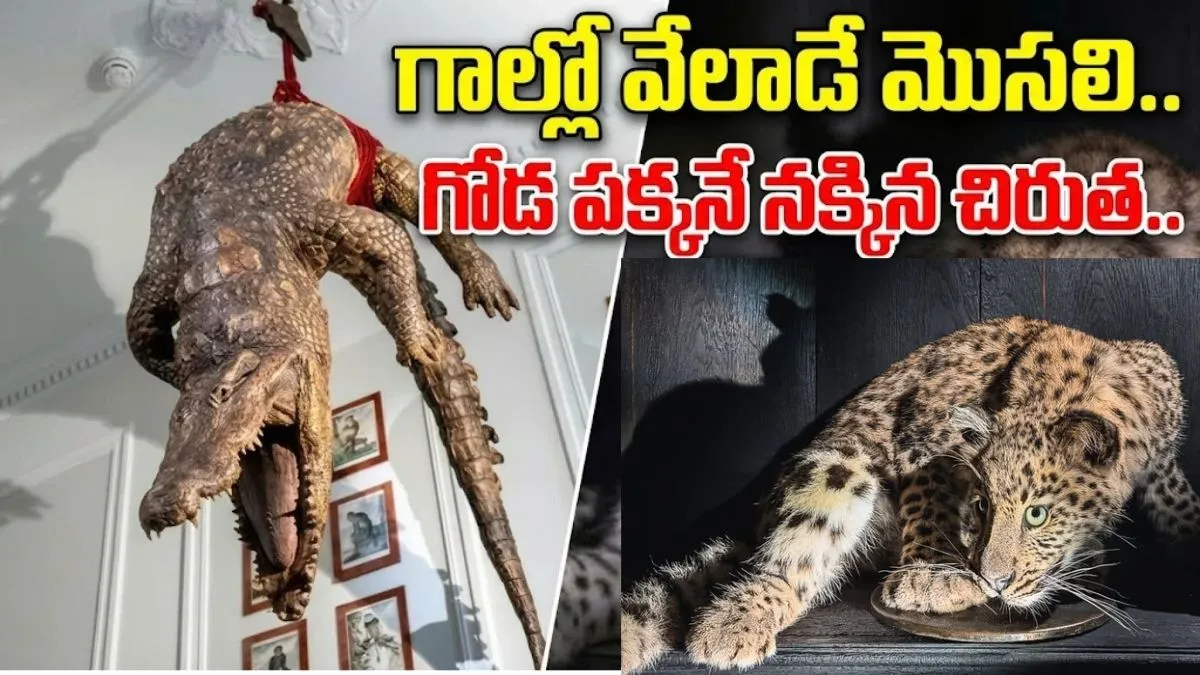 చూస్తే గుండె ఆగిపోయే వింత మ్యూజియం ఇదే! అత్యంత భయానకమైన జంతువులు