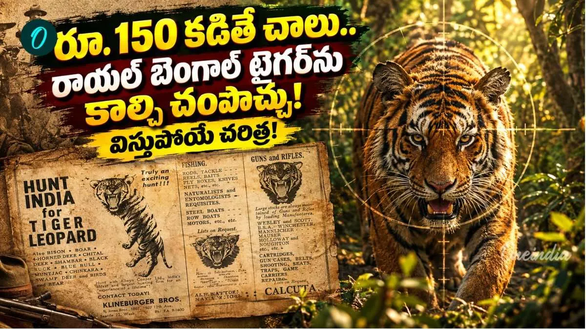 డాలర్ల కోసం పులుల్ని చంపుకున్నాం! యాడ్స్ ఇచ్చి మరీ పులి వేట.. ఇందిరా గాంధీ ఆర్డర్స్..?