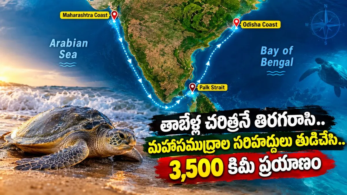 ప్రకృతి సూత్రాలకే సవాల్ విరిసిన తాబేలు! బంగాళాఖాతం నుంచి అరేబియా కడలికి.. – general ప్రకృతి సూత్రాలకే సవాల్ విరిసిన తాబేలు! బంగాళాఖాతం నుంచి అరేబియా కడలికి.. – general